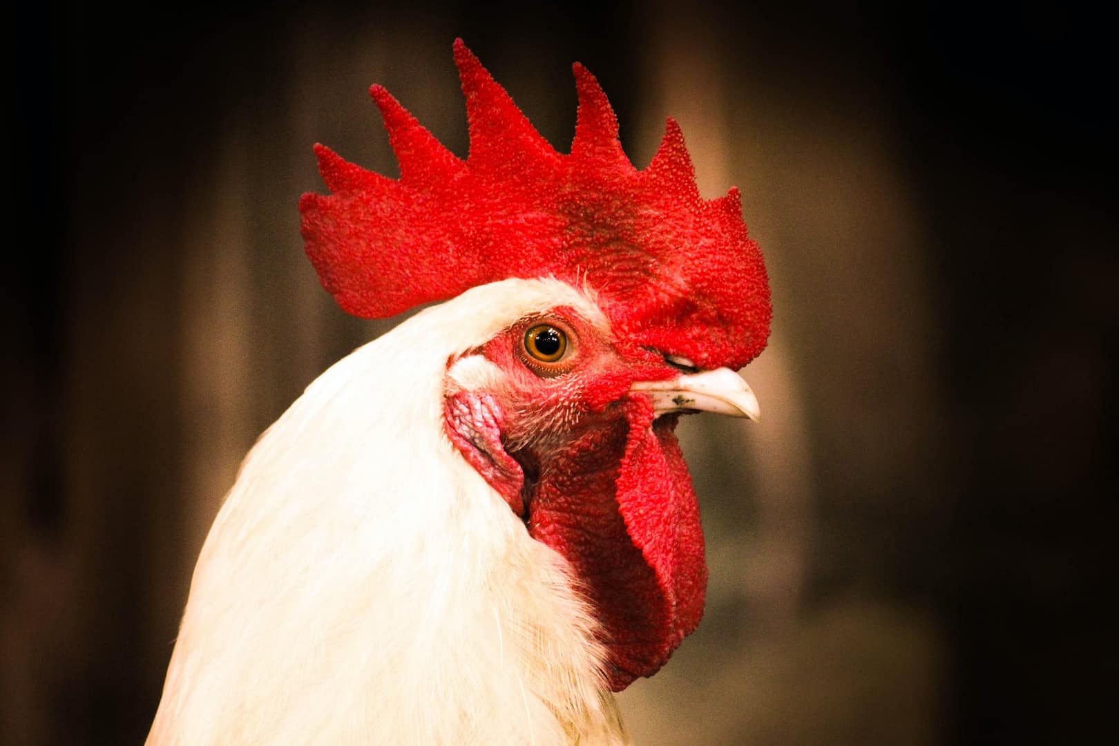 Livestock Litter